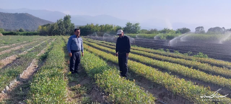 بازدید مدیرکل منابع طبیعی و آبخیزداری استان از روند تولید نهال در نهالستان های گلستان