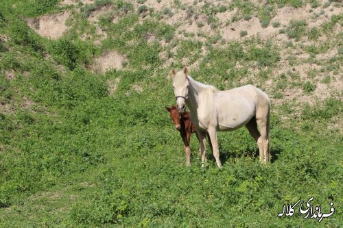 پیاده روی خانوادگی شهروندان کلاله ای به سمت بقعه حضرت خالد نبی (ع) برگزار شد