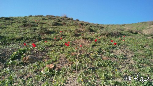 بازدید فرماندار از جاده و مسیر دسترسی روستای گچی سو