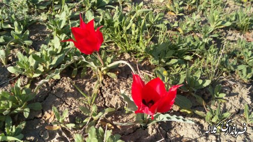 بازدید فرماندار از جاده و مسیر دسترسی روستای گچی سو