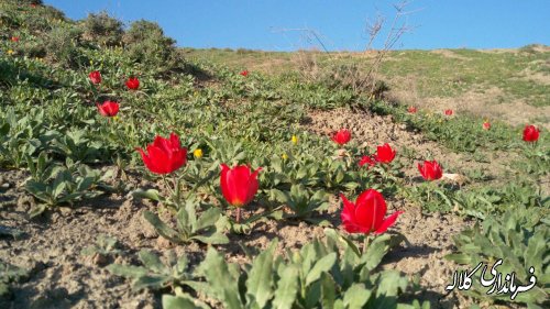 بازدید فرماندار از جاده و مسیر دسترسی روستای گچی سو