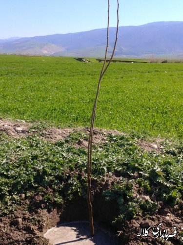 طرح نوار سبز امید کلاله اجرایی شد