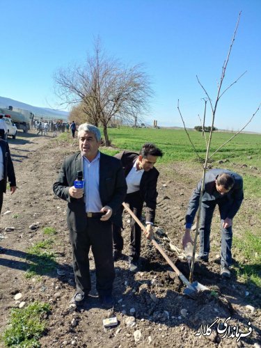 طرح نوار سبز امید کلاله اجرایی شد