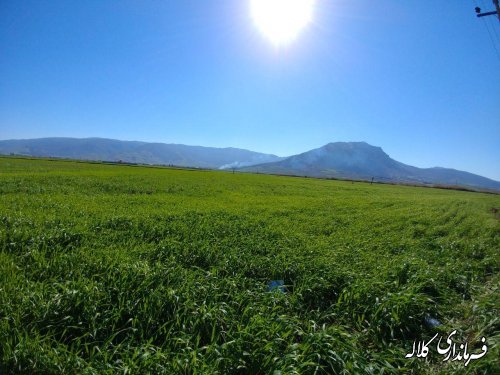 طرح نوار سبز امید کلاله اجرایی شد