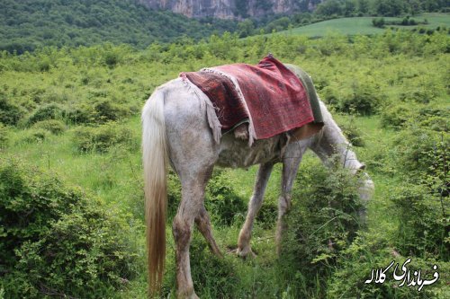 گزارش تصویر/ برگزاری مراسم جشنواره فرهنگ و اقتصاد در روستای زاو بالا بخش پیشکمر