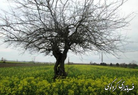 طبيعت بكر و زيبا در جاده قديم گرگان – كردكوي