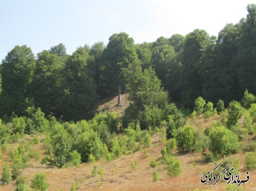 جمالی: دهیاران و شوراهای اسلامی به عنوان جهاد گران واقعی هستند