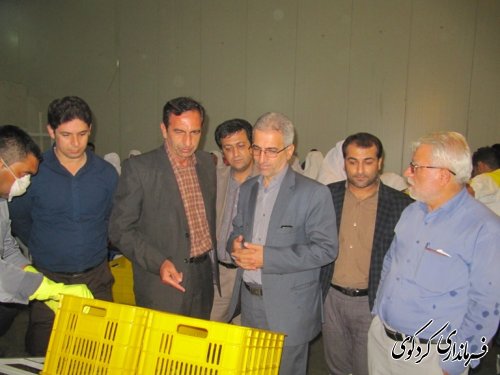 بازدید فرماندار از شرکت بسته بندی میگو درکردکوی /تصویری