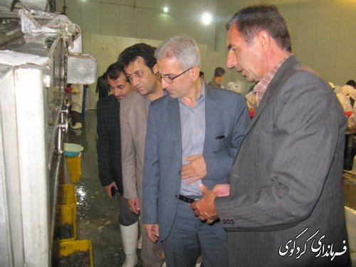 بازدید فرماندار از شرکت بسته بندی میگو درکردکوی /تصویری