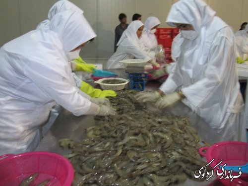 بازدید فرماندار از شرکت بسته بندی میگو درکردکوی /تصویری