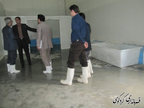 بازدید فرماندار از شرکت بسته بندی میگو درکردکوی /تصویری