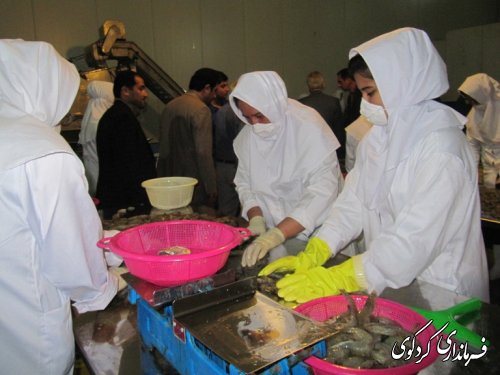 بازدید فرماندار از شرکت بسته بندی میگو درکردکوی /تصویری