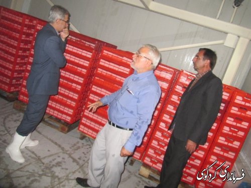بازدید فرماندار از شرکت بسته بندی میگو درکردکوی /تصویری
