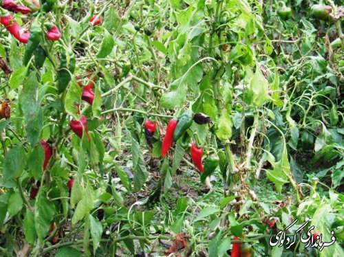بازدید فرماندار از طرحهای بسیج سازندگی شهرستان