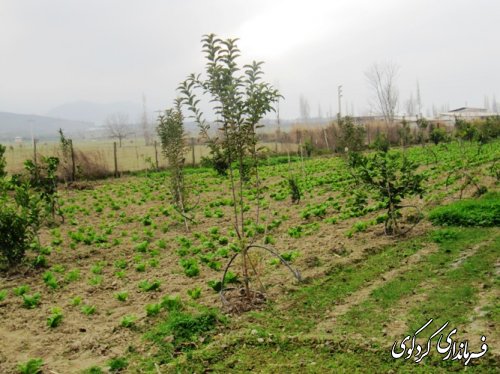 بازدید فرماندار از طرحهای بسیج سازندگی شهرستان