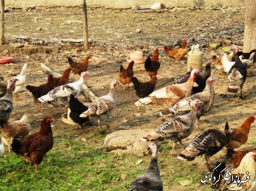 بازدید فرماندار از طرحهای بسیج سازندگی شهرستان