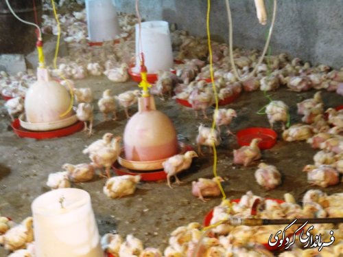 بازدید فرماندار از طرحهای بسیج سازندگی شهرستان