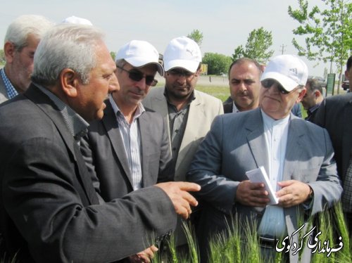 بازدید استاندار از طرح کشاورزی " انتخاب مشارکتی ارقام گندم آبی استان" در شهرستان کردکوی
