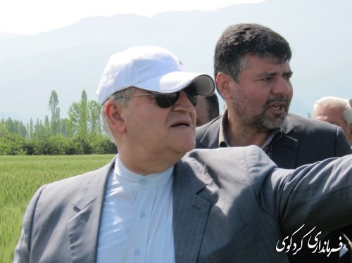 بازدید استاندار از طرح کشاورزی " انتخاب مشارکتی ارقام گندم آبی استان" در شهرستان کردکوی
