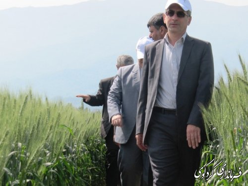 بازدید استاندار از طرح کشاورزی " انتخاب مشارکتی ارقام گندم آبی استان" در شهرستان کردکوی