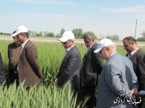 بازدید استاندار از طرح کشاورزی " انتخاب مشارکتی ارقام گندم آبی استان" در شهرستان کردکوی