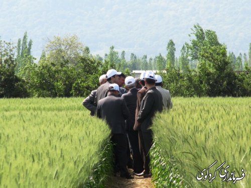 بازدید استاندار از طرح کشاورزی " انتخاب مشارکتی ارقام گندم آبی استان" در شهرستان کردکوی