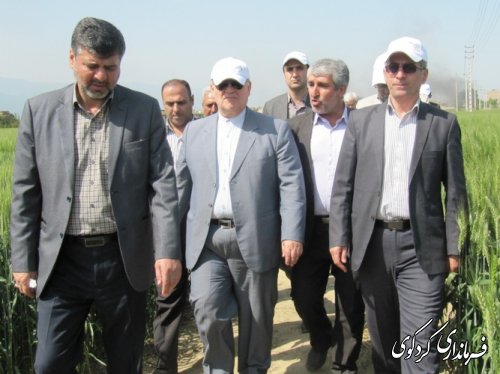 بازدید استاندار از طرح کشاورزی " انتخاب مشارکتی ارقام گندم آبی استان" در شهرستان کردکوی