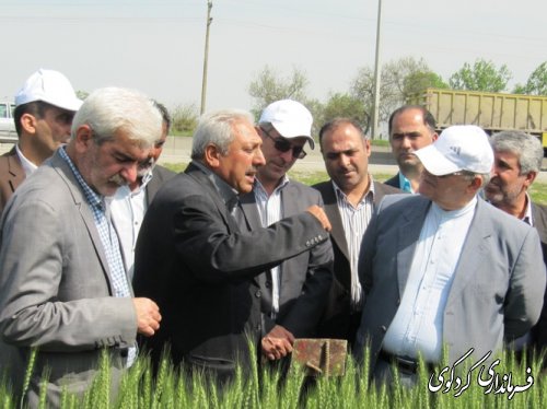 بازدید استاندار از طرح کشاورزی " انتخاب مشارکتی ارقام گندم آبی استان" در شهرستان کردکوی