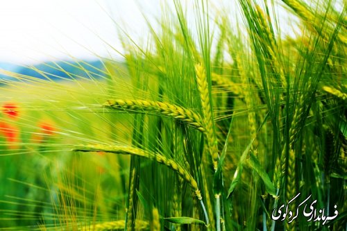 رکوردخرید گندم در کردکوی شکسته شد