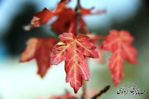 تور یک روزه اصحاب رسانه و خبرنگاران در کردکوی برگزار گردید