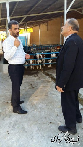 بازدید بخشدار مرکزی کردکوی از گاوداری صنعتی در روستای بالاجاده