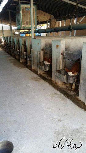 بازدید بخشدار مرکزی کردکوی از گاوداری صنعتی در روستای بالاجاده