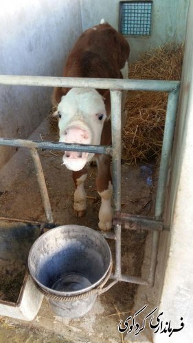 بازدید بخشدار مرکزی کردکوی از گاوداری صنعتی در روستای بالاجاده
