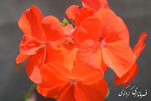 مجتبی جمالی فرماندار کردکوی با چند تن از جانبازان جنگ تحمیلی دیدارکرد