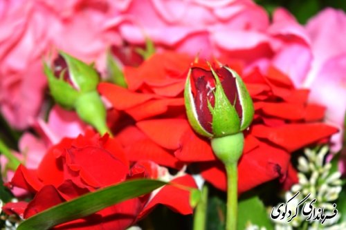 برگزاری جشن روز جهانی ارتباطات و روابط عمومی در فرمانداری کردکوی