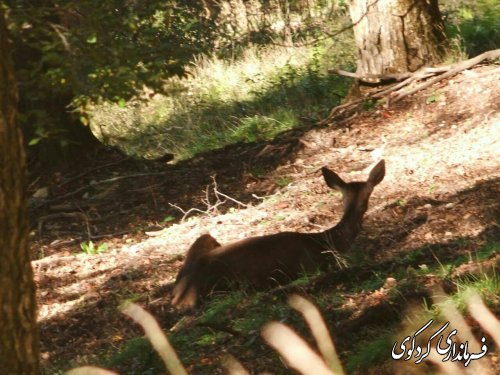 سرشماری حیات وحش منطقه حفاظت شده جهان نما با حضور مجتبی جمالی فرماندار و بخشدار مرکزی شهرستان کردکوی