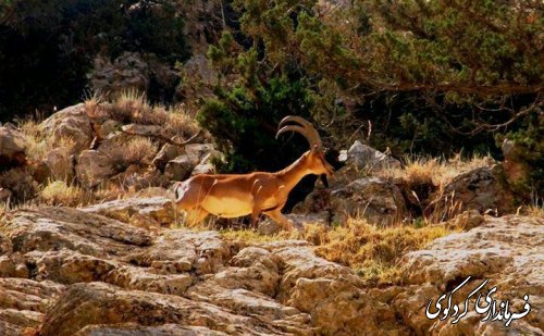 سرشماری حیات وحش منطقه حفاظت شده جهان نما با حضور مجتبی جمالی فرماندار و بخشدار مرکزی شهرستان کردکوی