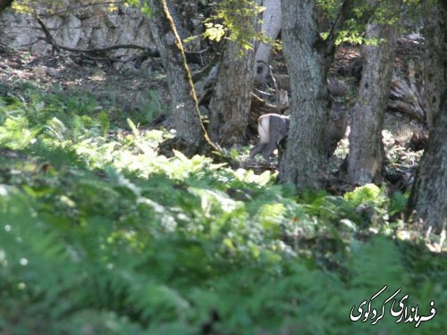 سرشماری حیات وحش منطقه حفاظت شده جهان نما با حضور مجتبی جمالی فرماندار و بخشدار مرکزی شهرستان کردکوی