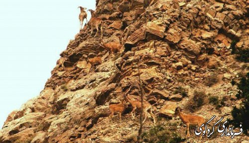 سرشماری حیات وحش منطقه حفاظت شده جهان نما با حضور مجتبی جمالی فرماندار و بخشدار مرکزی شهرستان کردکوی