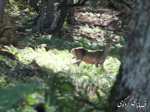 سرشماری حیات وحش منطقه حفاظت شده جهان نما با حضور مجتبی جمالی فرماندار و بخشدار مرکزی شهرستان کردکوی