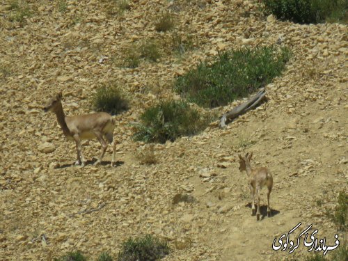 آتش سوزی درمنطقه وزمه کوه رادکان و جهان نما