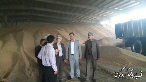 تحویل حدود 62000تن گندم تاکنون   / تکذیب آتش سوزی 50هکتار از اراضی گندم شهرستان در شبکه های مجازی
