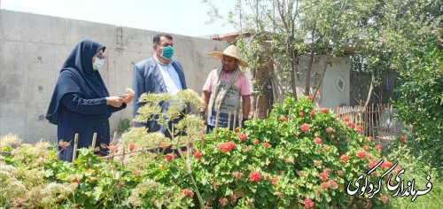 کردکوی مستعد   تولید گیاهان دارویی در استان میباشد
