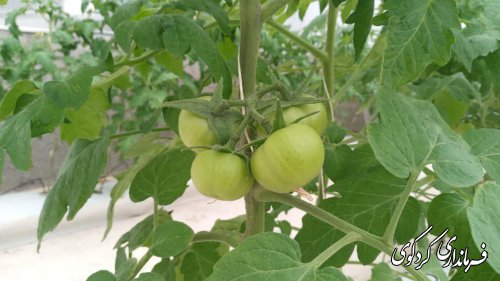 استفاده از همه ظرفیتهای موجود  در منطقه برای رشد و توسعه  بخش کشاورزی شد.
