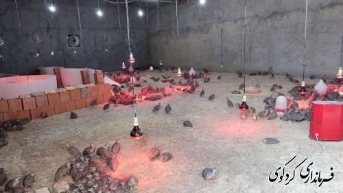  فرماندار کردکوی از یک واحد تولیدی پرورش کپک و قرقاول در روستای سالیکنده بازدید کرد.