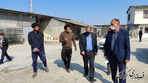  فرماندار کردکوی از یک واحد تولیدی پرورش کپک و قرقاول در روستای سالیکنده بازدید کرد.