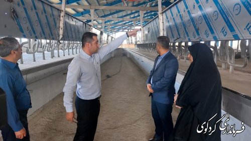 ساخت بزرگترین دامپروری گاو استان با اعتبار بیش از ۱۰۰۰ میلیارد تومان 