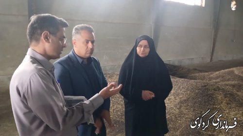 بازدید فرشته ترک فرماندار کردکوی از مراکز خرید کلزا 
