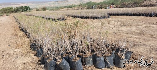 برگزاری مراسم افتتاحیه آغاز پروژه تولید نهال مرتعی در نهالستان امام علی(ع) شهرستان مراوه‌تپه به مناسبت هفته دولت 