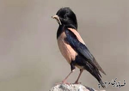 ورود سارها به منطقه مراوه تپه